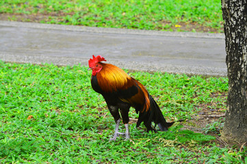 Fototapeta premium A smart and beautiful color Thai chicken,stands on green grass background,and in every early morning it will make a sound of rooster crows like a wake-up call service for everyone nearby 