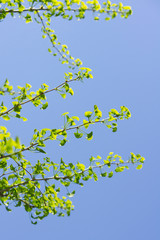 Blue sky and green Ginkgo leaves