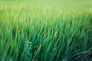 Green grass texture background, Green lawn, Backyard for background, wallpaper, Green lawn desktop picture, Park lawn texture. Wet grass texture with water drops after rain. Fresh plants background