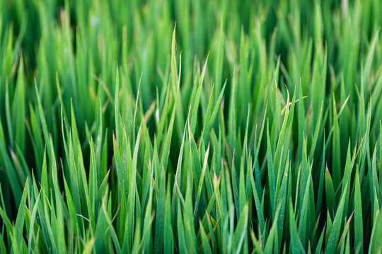 Green grass texture background, Green lawn, Backyard for background, wallpaper, Green lawn desktop picture, Park lawn texture. Wet grass texture with water drops after rain. Fresh plants background