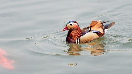 Beautiful male mandarin duck swimming in lake full of fish and looking for food.