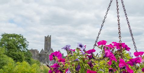 Flowers in Front of Church Ruin Limerick Blumen vor Kirchenruine 