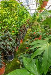 greenhouse scenery