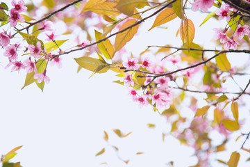Fototapeta premium Beautiful cherry blossom or sakura in spring time over sky