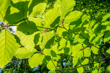 green foliage detail