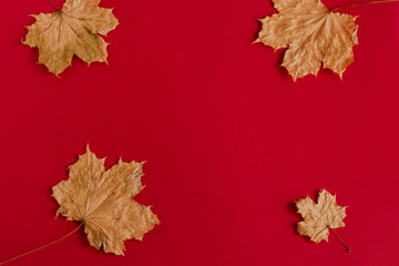 top view flat lay autumn composition with maple leaves copy space