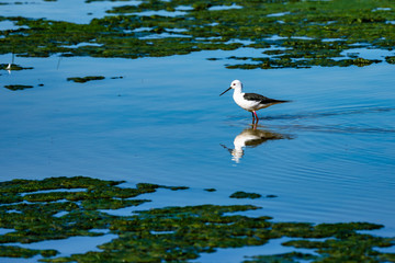 Greater Flamingos in Lagoon Fuente de Piedra, Andalusia, Spain