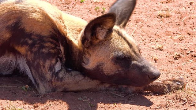 Rare and endangered African wild dogs roam the savannah in Namibia, Africa.