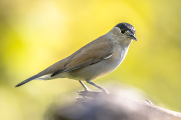 Eurasian blackcap on bright green background