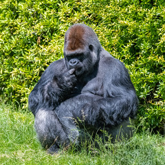 Gorilla, monkey, dominating male sitting in the grass, funny attitude