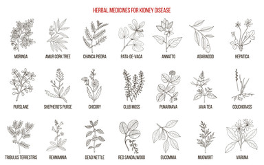 Best herbs for kidney disease