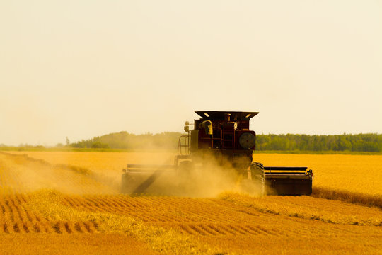 Canadian Farmer Harvesting Field On A Combine Harvester In Winnipeg Manitoba