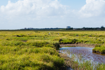 Störche auf Salzwiese St. Peter-Ording