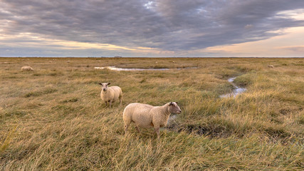 Sheep in Tidal Marshland nature reserve Saeftinghe