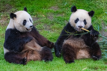 Giant pandas, bear pandas, the mother and her son eating bamboo 