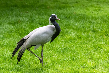 Obraz na płótnie Canvas Demoiselle crane, beautiful bird standing on the grass
