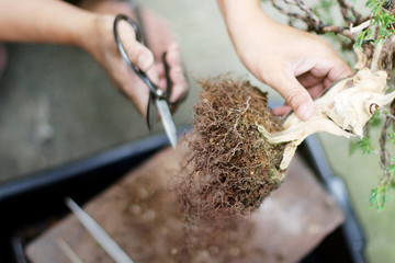 Top view Making bonsai trees, The process of scraping soil from the roots To prepare to change pots, Making of bonsai trees. Handmade accessories wire and scissor, Concept Bonsai tree.