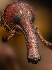 The Weevil