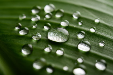 Many drops of water drop on banana leaves,selective focus