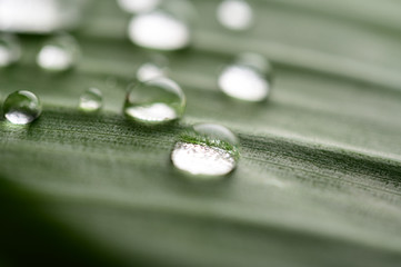 Many drops of water drop on banana leaves,selective focus