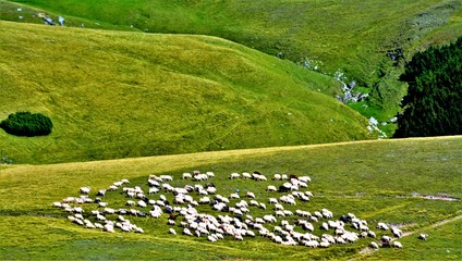 a flock of sheep on an alpine pasture