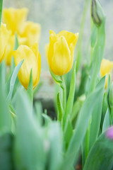 Naklejka premium Tulip flowers in garden nature background