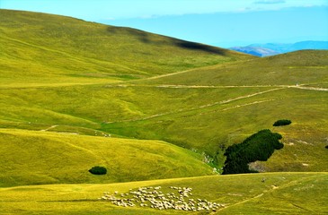 Obraz premium on the plateau of the Bucegi mountains in summer