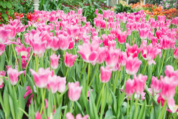 Obraz na płótnie Canvas Tulip flowers in garden nature background