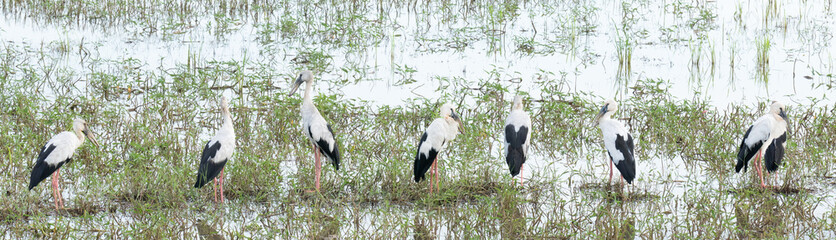 Anastomus oscitans or Ciconiidae living in rice field and watching for food