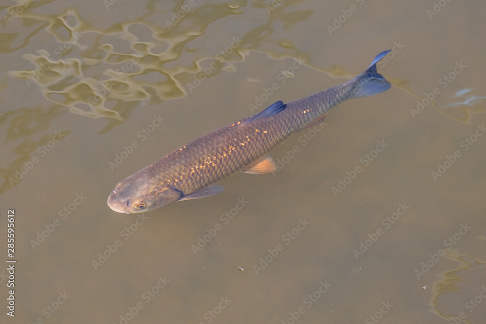 Canvas Prints common chub in river