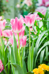Tulip flowers  in garden nature background