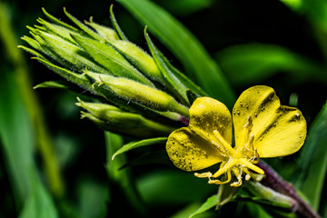 Flower in the form of two hearts on the background of green plants