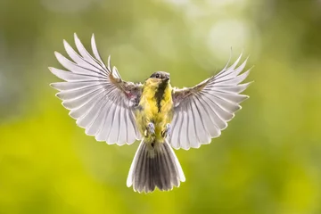 Zelfklevend Fotobehang Bird in flight on green garden background © creativenature.nl