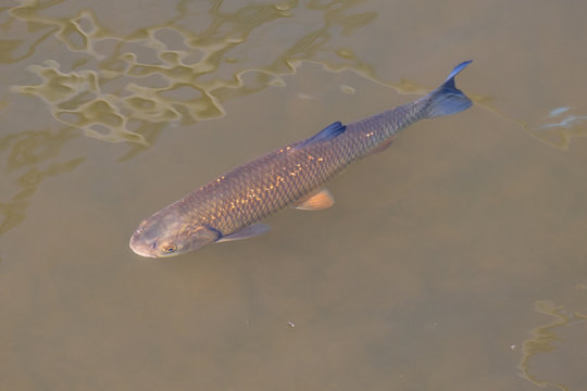 Common chub in river