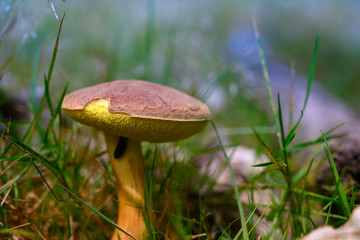 Champignon