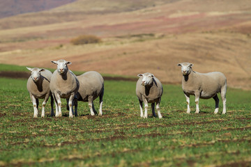 Dormer sheep on farm