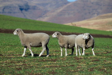 Fototapeta premium Dormer sheep on farm