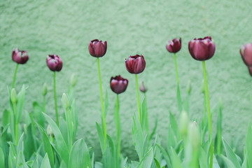 Fototapeta premium Tulip flowers in garden nature background