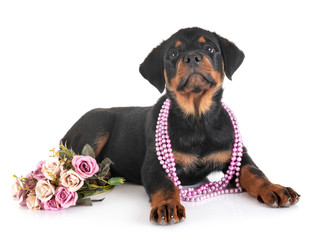 puppy rottweiler in studio