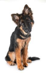 puppy german shepherd