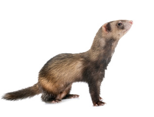 brown ferret in studio