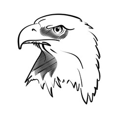 american bald eagle