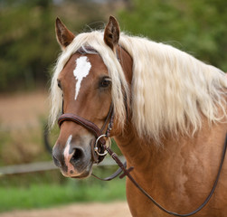 riding girl and horse