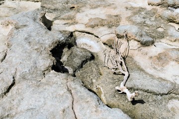 Sea salt covered old tree on the shore of the island of Malta.