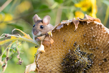 Mouse on sunflower - 285596450