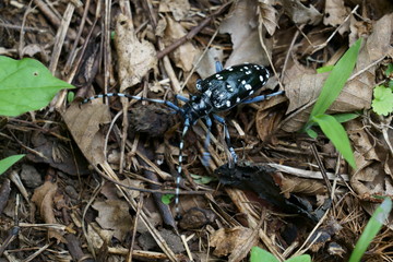 害虫のゴマダラカミキリムシ