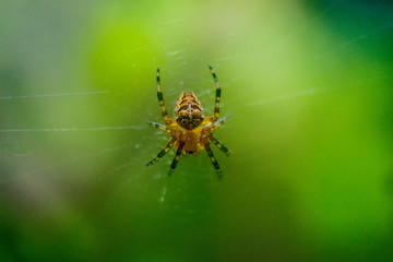 spider on the web, spider close-up, wallpaper with a spider on an abstract green background