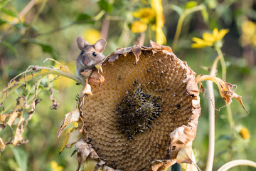 Mouse on sunflower 2 - 285596495