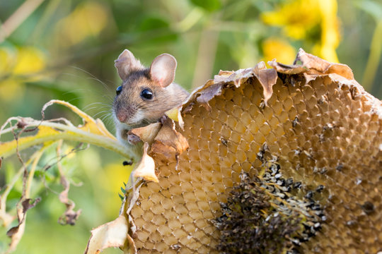 Mouse on sunflower