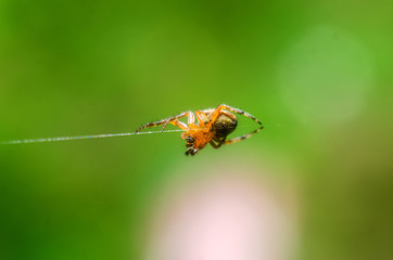 spider on the web, spider close-up, wallpaper with a spider on an abstract green background